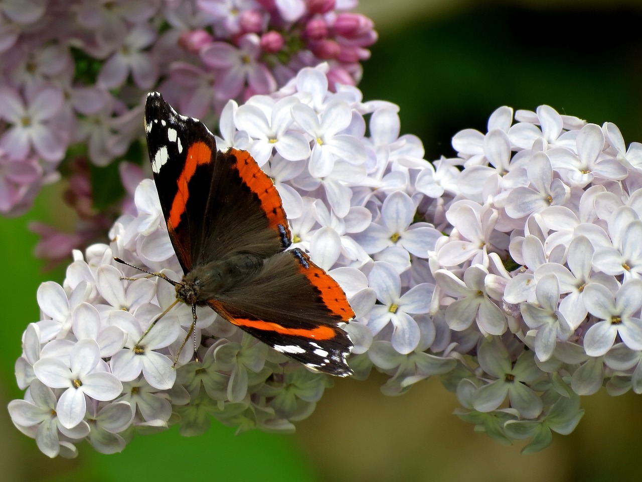 You are currently viewing عبداللہ یوسف علی کی زندگی سے کیا سیکھا جائے؟